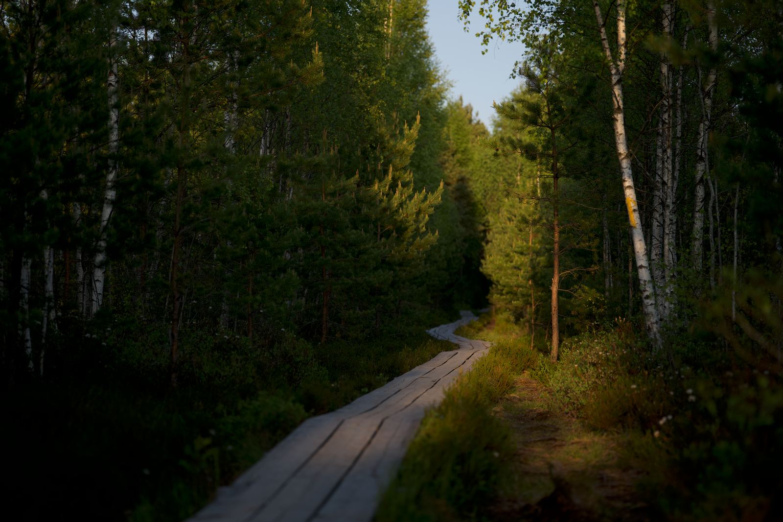 Pohorje: Rogla–Lovrenška jezera